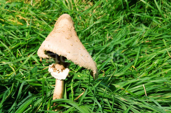  mushroom on a background of green grass Stock photo © alinamd
