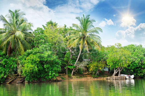 river and tropical plants on the coast Stock photo © alinamd