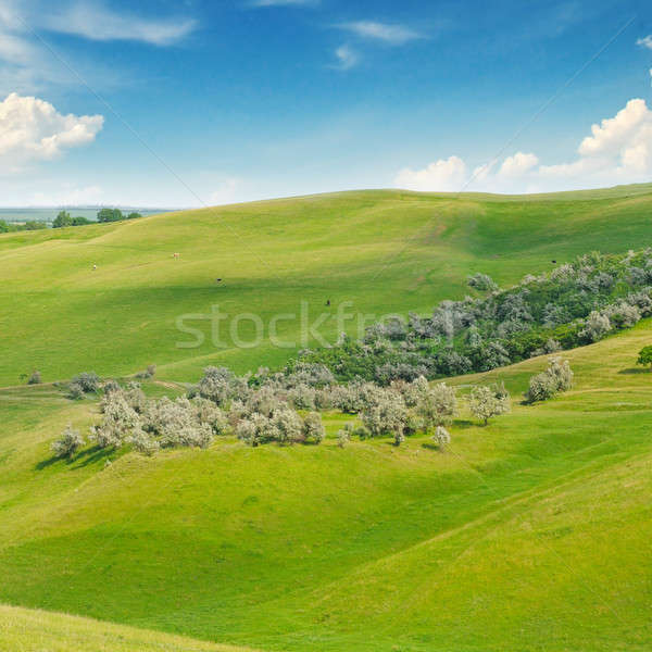 landscape with hilly field and blue sky Stock photo © alinamd