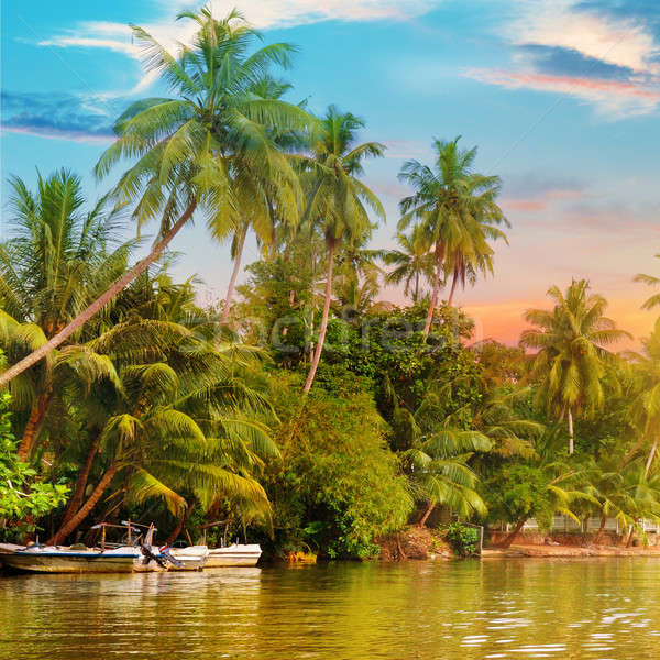 Stock photo: river, beautiful sunrise and tropical palms