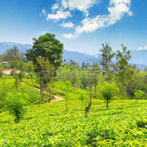 Thé plantation pittoresque collines soleil paysage [[stock_photo]] © alinamd