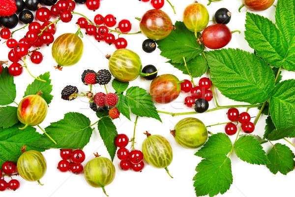 berries black and red currants, gooseberries and blackberries is Stock photo © alinamd