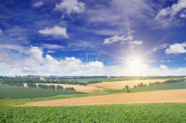 field sunflower sprouts and sunrise Stock photo © alinamd