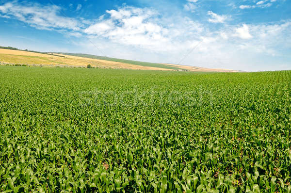 Vert maïs domaine ciel bleu nuages printemps Photo stock © alinamd