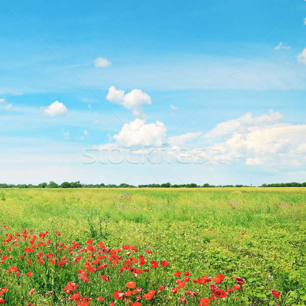 Foto d'archivio: Bella · campo · di · grano · blu · nuvoloso · cielo · nubi