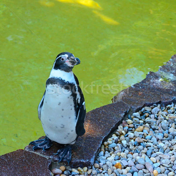 Penguin in zoo Stock photo © alinamd