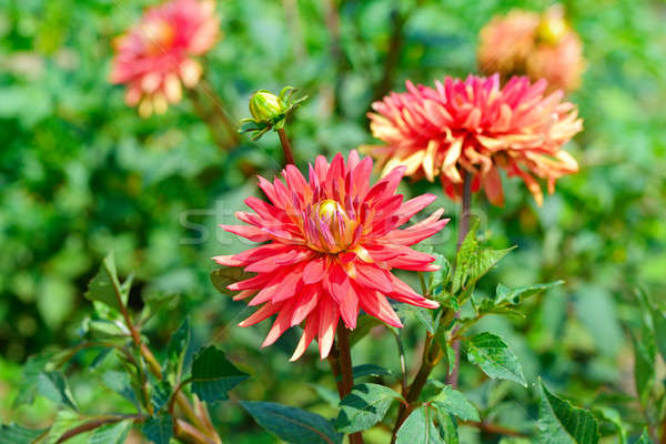 dahlia flowers against a background of a green bush Stock photo © alinamd