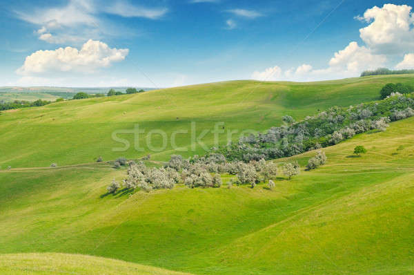 green field and blue sky with light clouds Stock photo © alinamd