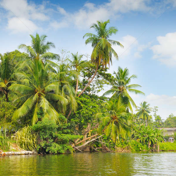 Stock photo: Tropical palm forest on the river bank