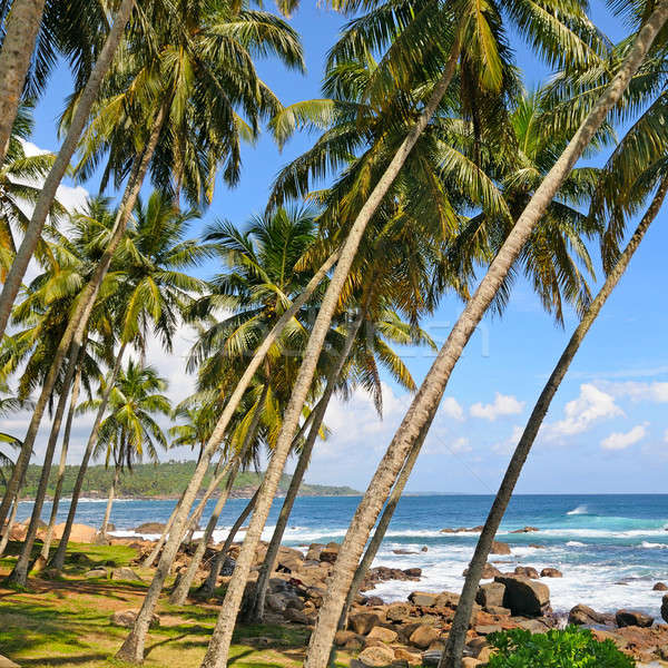 Coconut palms on the ocean shore Stock photo © alinamd