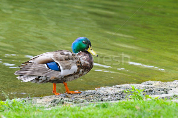 Young duck on pond background Stock photo © alinamd
