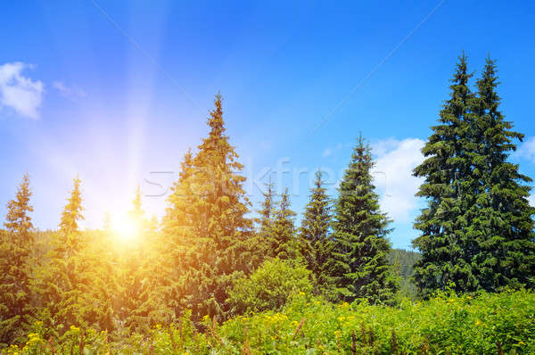 Lucfenyő erdő domboldal égbolt fa fa Stock fotó © alinamd