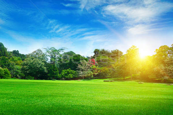 summer park with beautiful green lawns Stock photo © alinamd