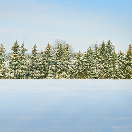 Beautiful winter landscape.Field covered with snow and spruce. Stock photo © alinamd