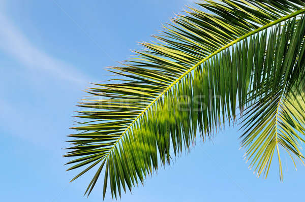 leaves of tropical palm trees and blue sky Stock photo © alinamd