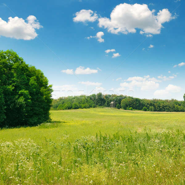 Imagine de stoc: Pitoresc · verde · câmp · Blue · Sky · primăvară · iarbă