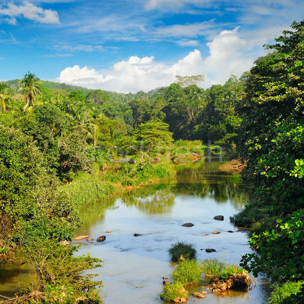 Tropical forest on banks of river Stock photo © alinamd