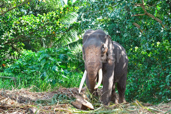 Asian elephant with tusks in the forest. Country Of Sri Lanka Stock photo © alinamd