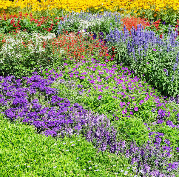 Beautiful background of garden flowers Stock photo © alinamd