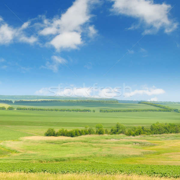 green field and blue sky with light clouds Stock photo © alinamd