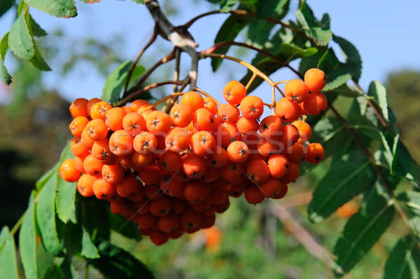 red berries of rowan on a blue sky background Stock photo © alinamd
