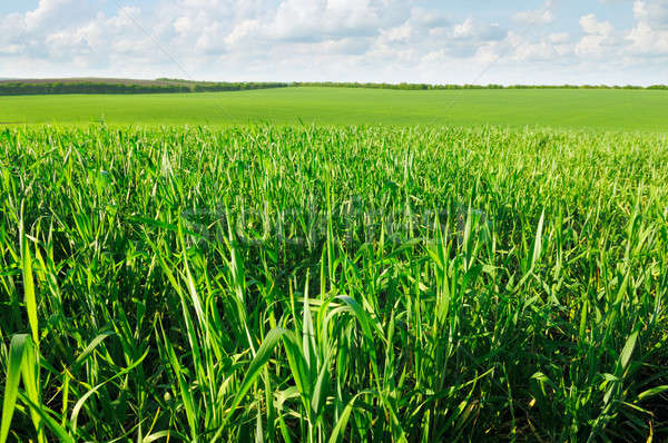 增加至灯箱 商业照片 #3270680field of young wheat 由      上线自