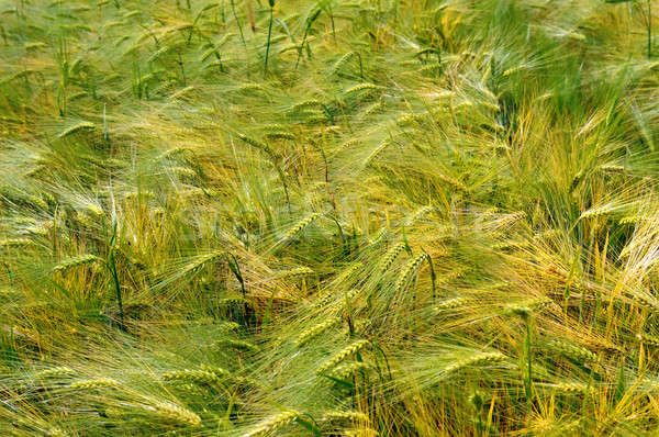 background of wheat spikes Stock photo © alinamd