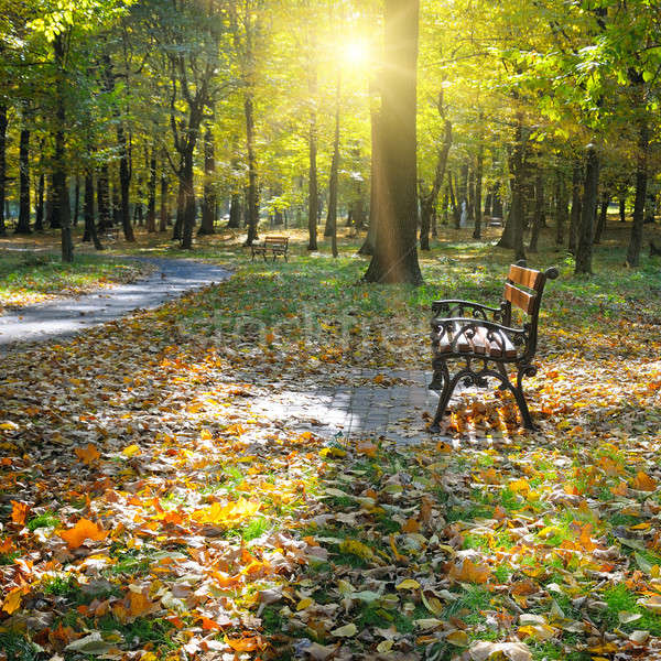 beautiful autumn park Stock photo © alinamd