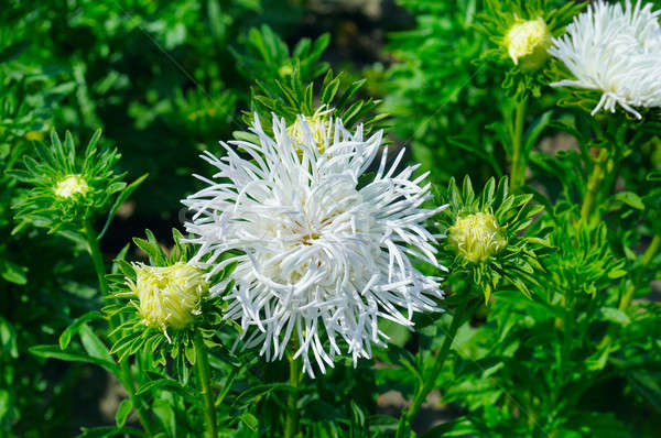 Aiuola estate focus fiore bianco fiore luce Foto d'archivio © alinamd