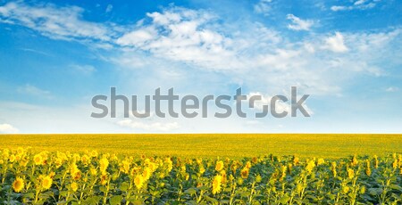 Field with sunflowers and cloudy sky Stock photo © alinamd