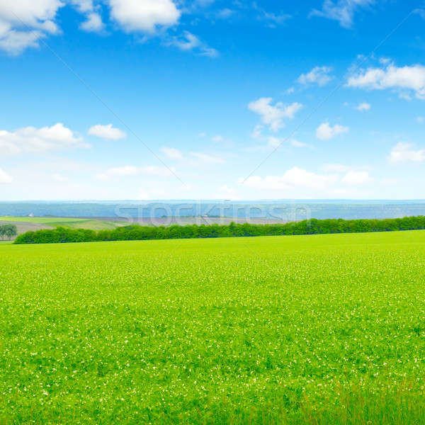 green field and blue sky with light clouds Stock photo © alinamd