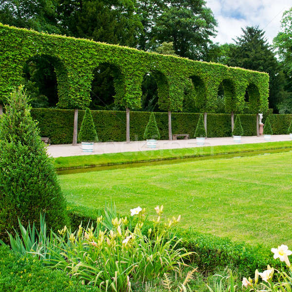 hedge in a summer park Stock photo © alinamd