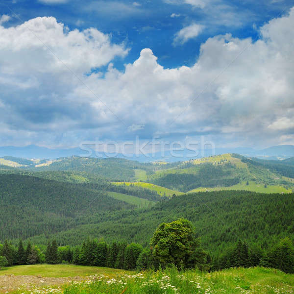 Foto stock: Montanhas · coberto · árvores · blue · sky · árvore · madeira