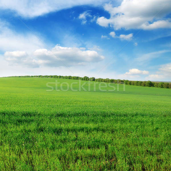 field and sky Stock photo © alinamd