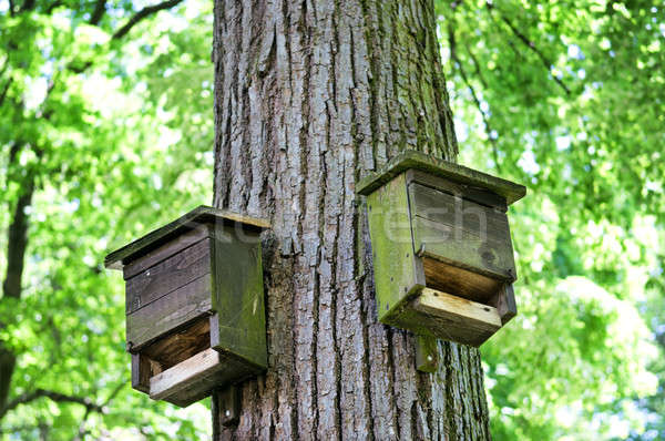 birdhouse Stock photo © alinamd