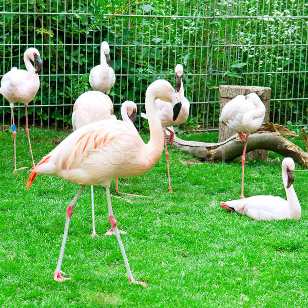 Pink flamingos at the zoological garden Stock photo © alinamd