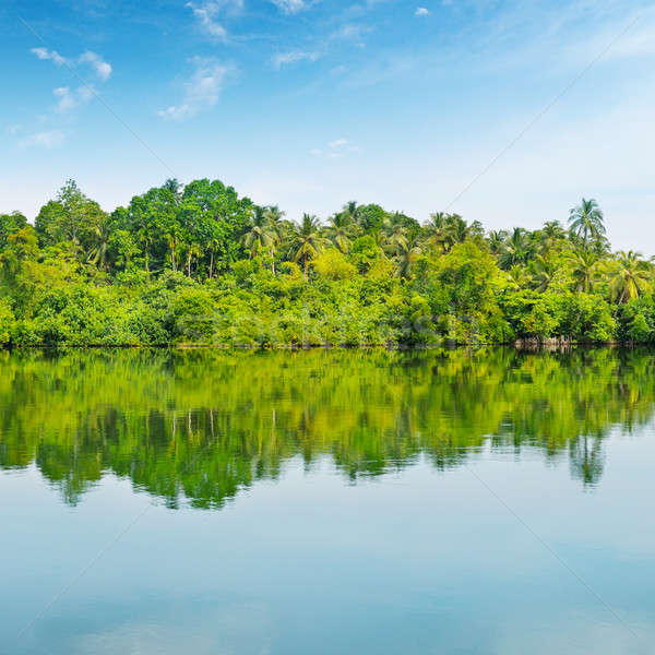 Mangroves and blue sky Stock photo © alinamd
