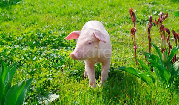 funny pig on a green grass Stock photo © alinamd