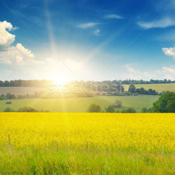 canola field and blue sky Stock photo © alinamd