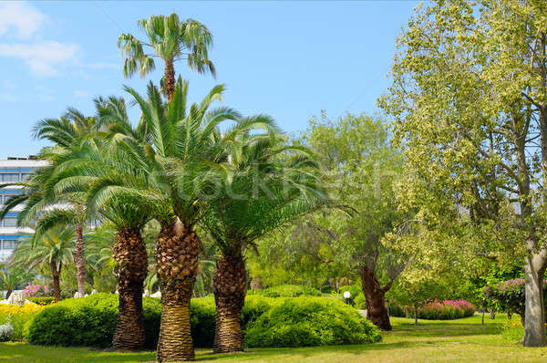 tropical garden with palm trees and lawn Stock photo © alinamd