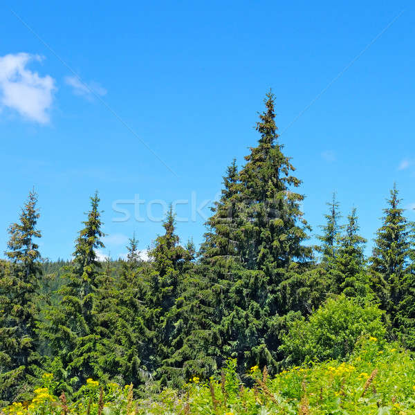 Lucfenyő erdő domboldal fa tavasz fa Stock fotó © alinamd
