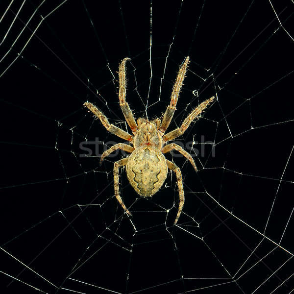 Dangereux toile d'araignée nuit lumière design croix [[stock_photo]] © alinamd