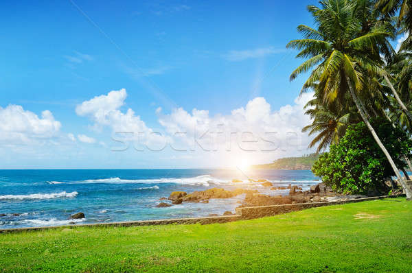 Ocean tropikalnych palmy plaży zielona trawa słońce Zdjęcia stock © alinamd
