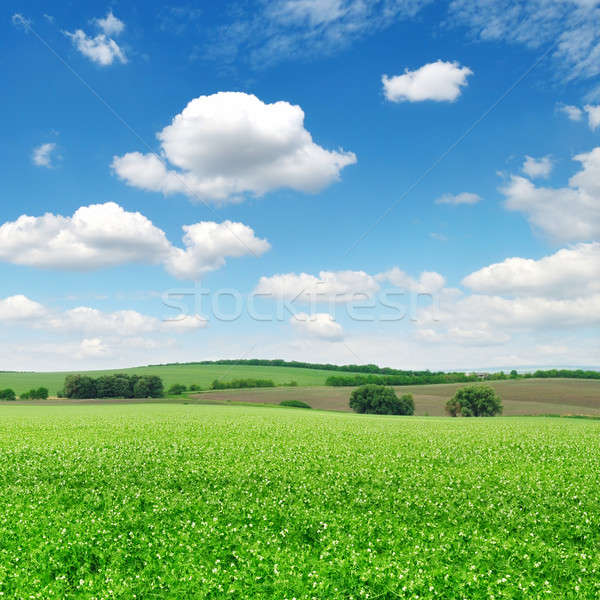 商業照片: 場 · 藍天 · 開花 · 光明 · 雲 · 春天