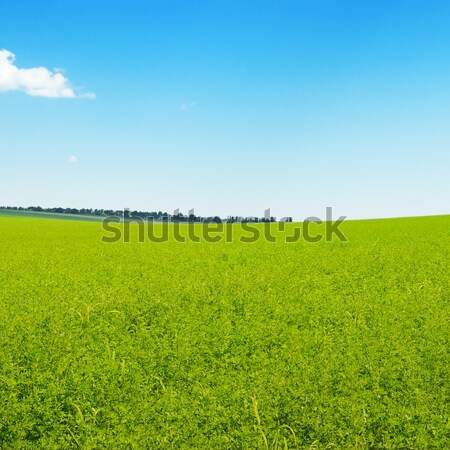 green field and blue sky with light clouds Stock photo © alinamd