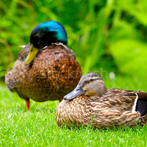 domestic duck on a background of green plants Stock photo © alinamd