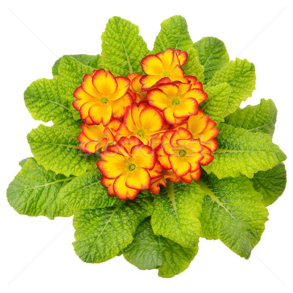primula with bright flowers isolated on white background Stock photo © alinamd
