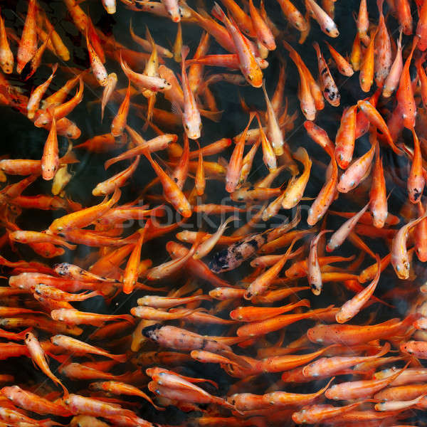 Flock of red carp Stock photo © alinamd