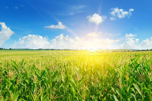 corn field and sun rise Stock photo © alinamd
