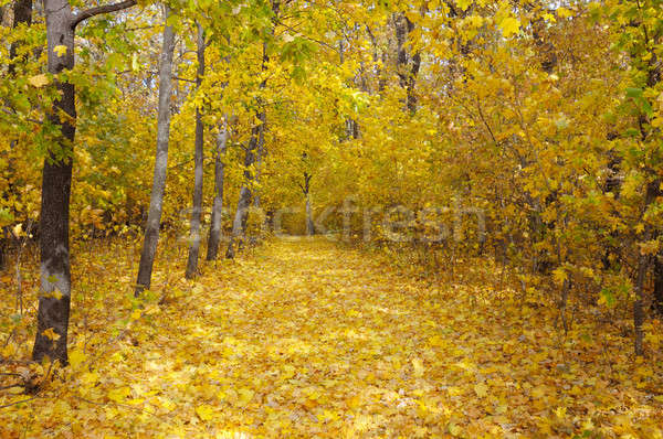autumn forest and fallen yellow leaves Stock photo © alinamd